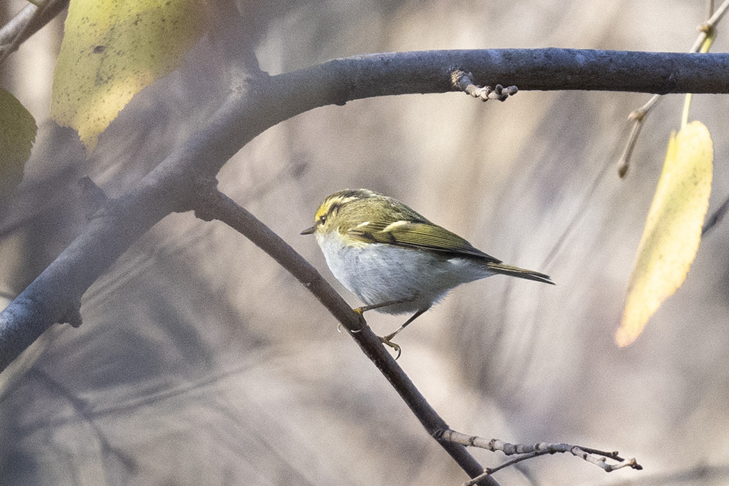 Pallas's Leaf Warbler